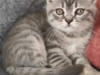 Sevecen scottish fold oğlumuza yuva arıyoruz