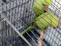 Çift pakistan papağanı