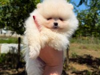 SAĞLIK VE IRK GARANTİLİ POMERANİAN BOO KÖPEĞİ