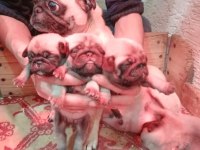 Pug yavrularımız ırk garantilidir