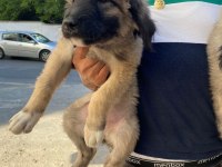 Karabaş kurtboğan cinsi kangal