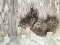 British longhair kedimi sahiplendirmek istiyorum