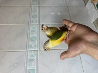 El Besleme Konur Papağanı
