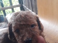 Toy poodle