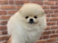 Üst Düzey Dişi Pomeranian Yavrular