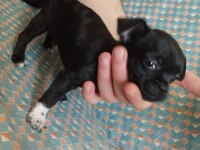 50 günlük elma kafa chihuahua
