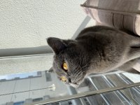 British shorthair kedisi