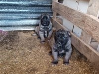 kangal köpeği yavruları yeni evini arıyor