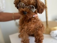 Orjinal toy poodle çocuklar