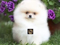 Pomeranian boo yavrumuz
