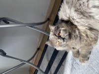 2 Yaşında Dişi British Longhair
