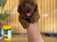 Toy Poodle Bebekleri Referans Yavru