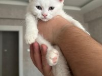 TERTEMİZ SAFKAN YAVRULAR