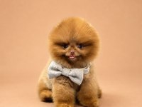 Kore ayı surat Pomeranian Boo Yavrularımız