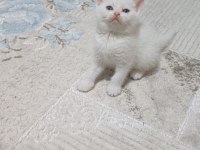 Yenı Yuvasına Hazır Kedilerimiz