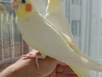 Sultan papağanı yavru ve damızlık kuslar