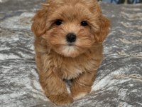EFSANE MALTİPOO YAVRULARI 