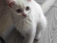 Dişi british longhair beyaz kedimiz