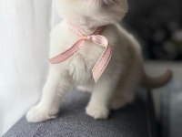 Ragdoll Yavrular