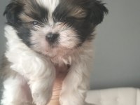 Shih tzu (şitzu) o numara erkek ve dişi yavrular