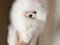 Pomeranian AYICIKLAR 2 dişi ve 2 erkek