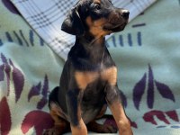 Orjinal Doberman Yavruları