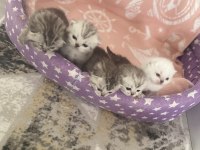 Aile arayan british shorthair bebişler