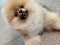Üretim çiftliğinden efsane ayı surat pomeranian
