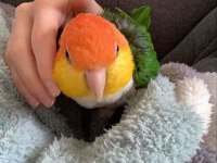 Kayık Papağanı Caique