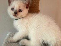 Teslime hazır uygun british shorthair bebekler