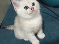KUSURSUZ MÜKEMMEL GÜZELLİK SCOTTİSH