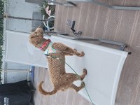 Poodle köpeğimiz 9 aylık