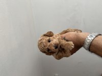 Poodle Erkek Yavrumuz