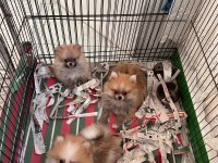 Sağlıklı anne baba garantili dünyalar güzeli pomeranian