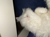 Chinchilla dişi kedimiz