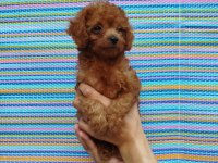 Teacup korekan poodle yavrularım