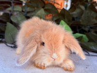 ORJINAL HOLLANDA TEDDY LOP TAVŞAN YAVRULAR