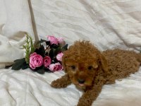 Cici kızımız toy poodle