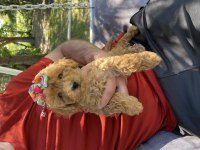 Toy Poodle Bebekleri Sevimli