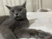 Dişi British Shorthair Cinsi
