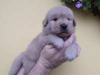 Golden retriever yavrular baby Face
