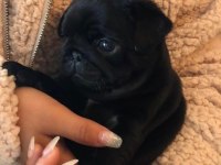 EV ORTAMINDAN PUG YAVRULARIMIZ