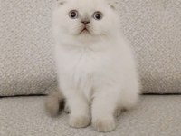 Maviş gözlü scottish fold yavrum yeni ailesini arıyor