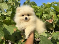 POMERANİAN BOO KÖPEKLER