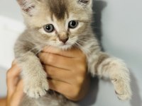 OYUNCAK GİBİ YAVRU SCOTTİSH FOLD KEDİMİZ