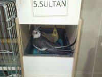 Damızlık sultan papağanlar