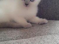 55 günlük blue point yavrular british shorthair