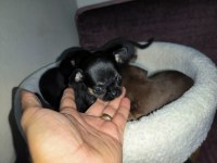 IRK GARANTİLİ TEACUP VE CEP BOY ŞİVAVA YAVRULARIMIZ
