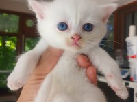 2 AYLIK YAVRU KEDİMİZ