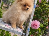 MİKRO TEACUP SARIŞIN GÜZELİ POMERANİAN BOO